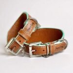 Coleira galgo couro classic brown bordas verde água