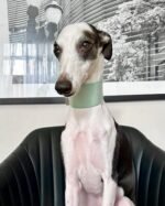 Coleira Martingale Slip Couro Oops.Dog - Imagem 8