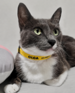 Coleira para Gato Personalizada com Nome e Telefone | Fecho Breakaway Anti-Enforcamento | Gema - Imagem 3