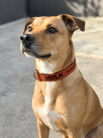 Coleira Personalizada para Cachorro com Nome e Telefone – Cor Terracota - Imagem 3