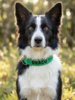 Coleira para cachorro com nome verde - Imagem 2