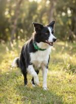 Coleira para cachorro com nome verde - Imagem 3