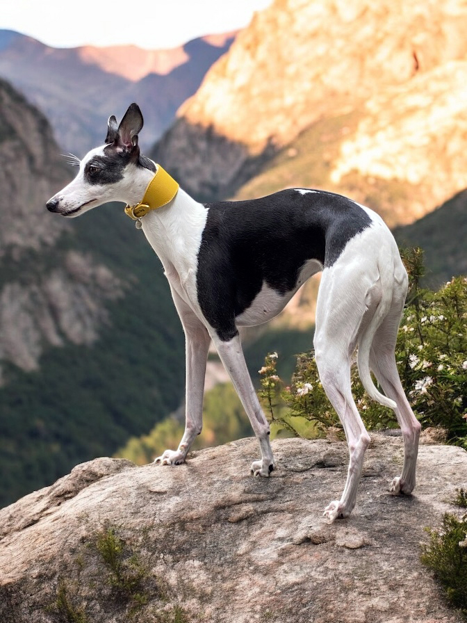 Coleira Oops dog galgos