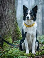 Coleira para cachorro com nome Amarela - Imagem 2