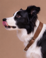 Coleira Martingale Clássica Couro Oops Dog - Imagem 2