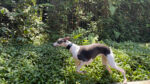 Galgos e Whippets | OOPS! DOG