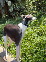 Galgos e Whippets | OOPS! DOG