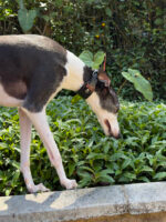 Galgos e Whippets | OOPS! DOG