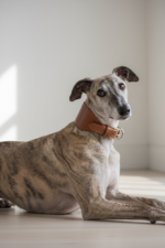 Coleira Galgos e Whippets Oops! Dog
