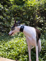 Galgos e Whippets | OOPS! DOG