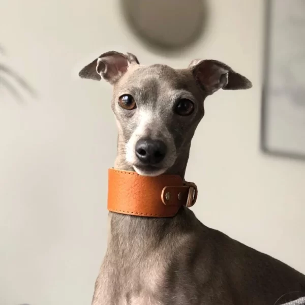 Coleira galgo italiano