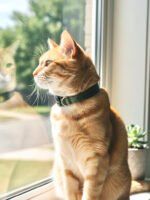 Coleira anti enforcamento para gatos couro personalizada Army - Imagem 3