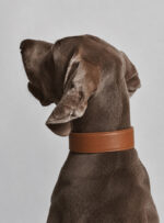 Coleira Martingale Clássica Couro Oops Dog - Imagem 3