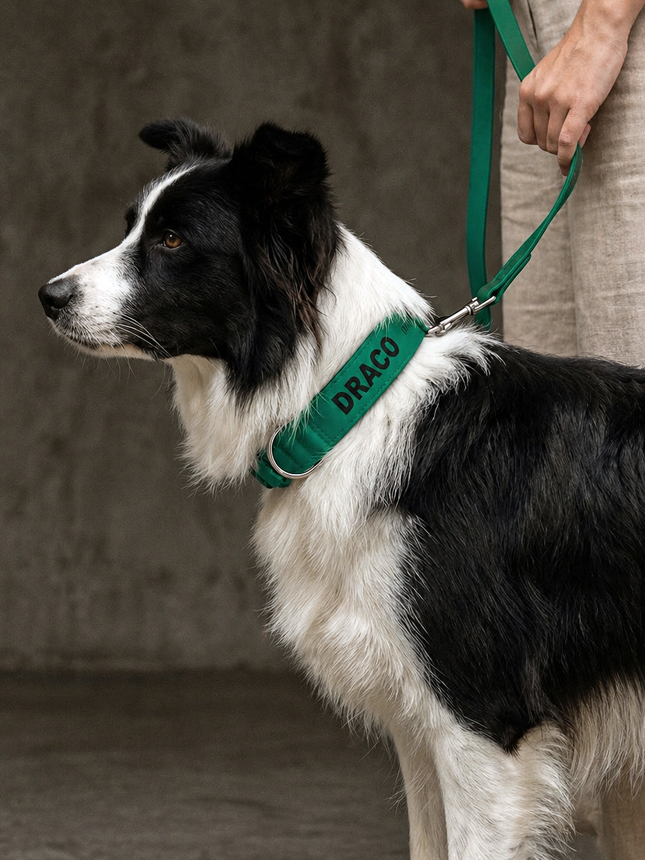 Galgos & co 9 Coleira para Border collie cor verde