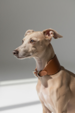 Coleira galgo couro Coffee - Imagem 11