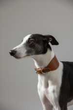 Coleira galgo couro Coffee - Imagem 10