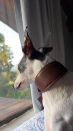 Coleira galgo couro legítimo Coffee + Tag de Identificação Personalizada | Oops! Dog