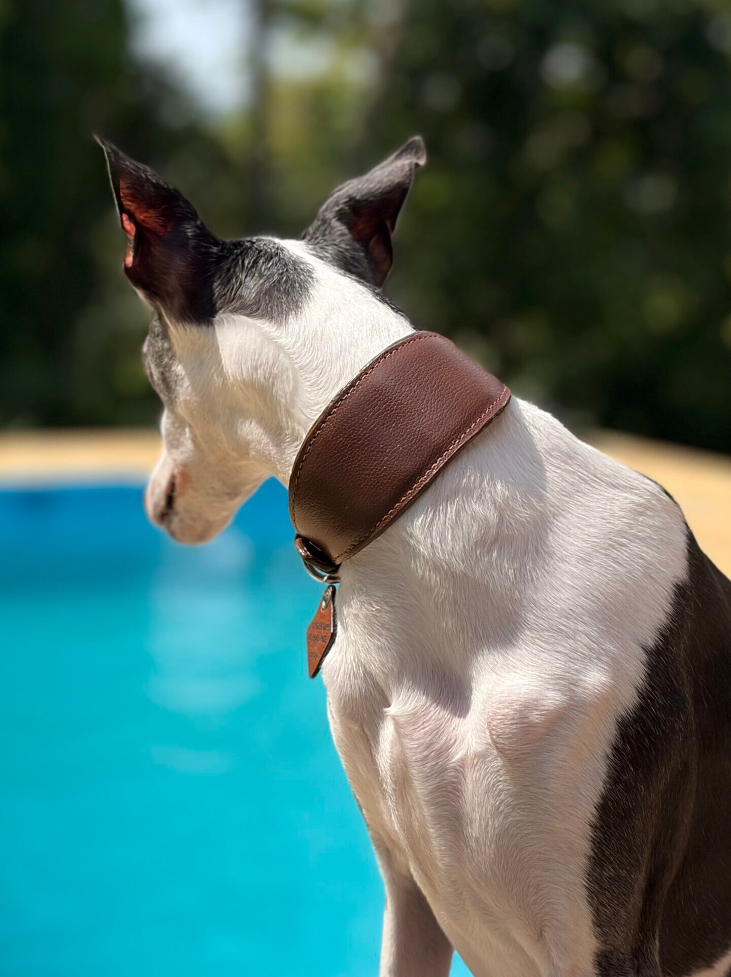 Oops! Dog- Acessórios Pet 37 Coleira galgo couro legítimo Coffee + Tag de Identificação Personalizada | Oops! Dog