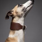 Coleira galgo couro legítimo Coffee + Tag de Identificação Personalizada | Oops! Dog