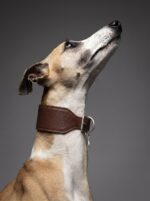 Coleira galgo couro legítimo Coffee + Tag de Identificação Personalizada | Oops! Dog