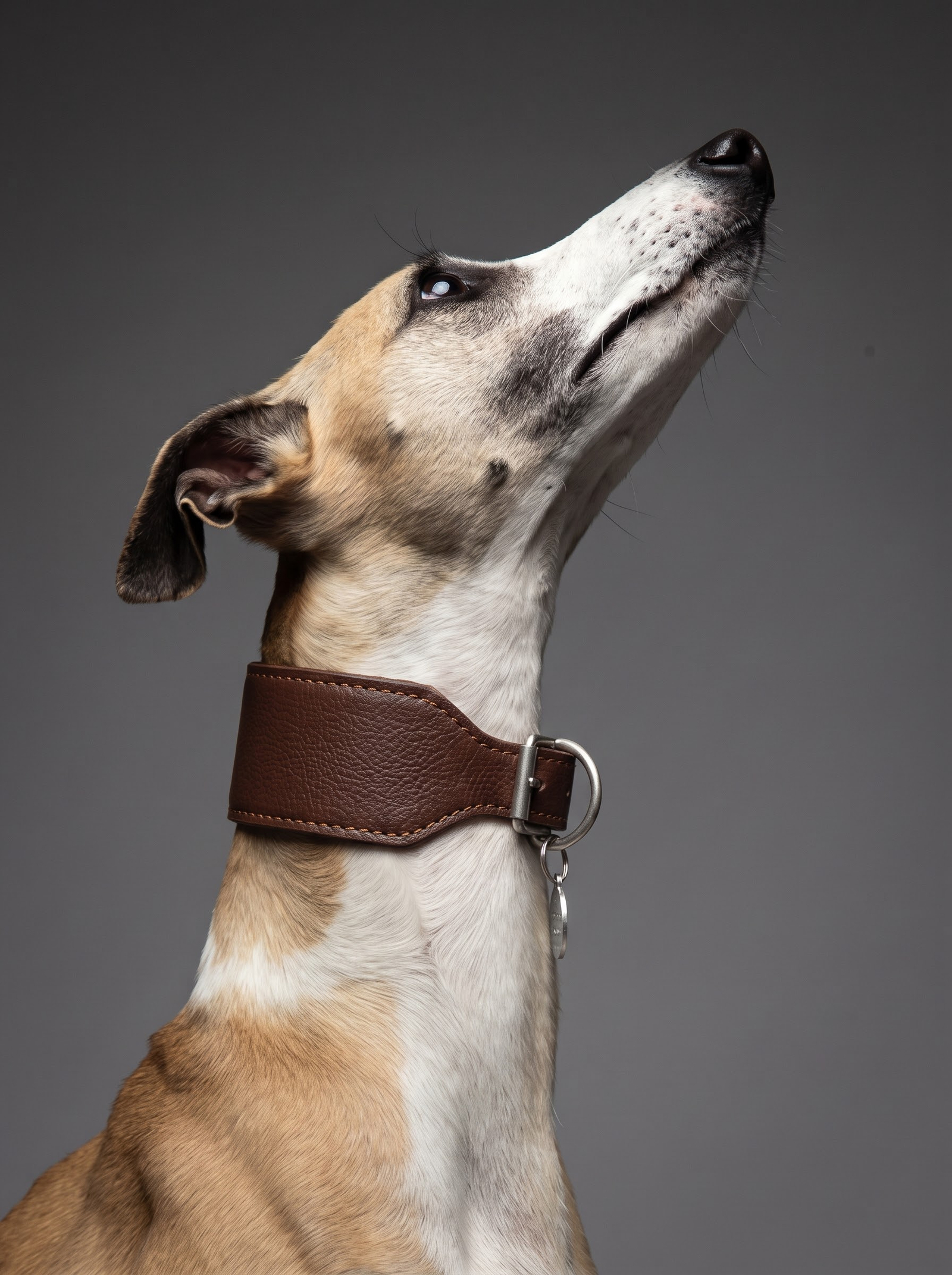 Coleira galgo couro legítimo Coffee + Tag de Identificação Personalizada | Oops! Dog Coleira galgo couro legítimo Coffee + Tag de Identificação Personalizada | Oops! Dog
