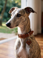 Coleira Essencial em Couro Legítimo Whiskey- Oops! Dog - Imagem 3