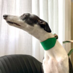 Coleira Galgo Whippet - Coleira para Whippet