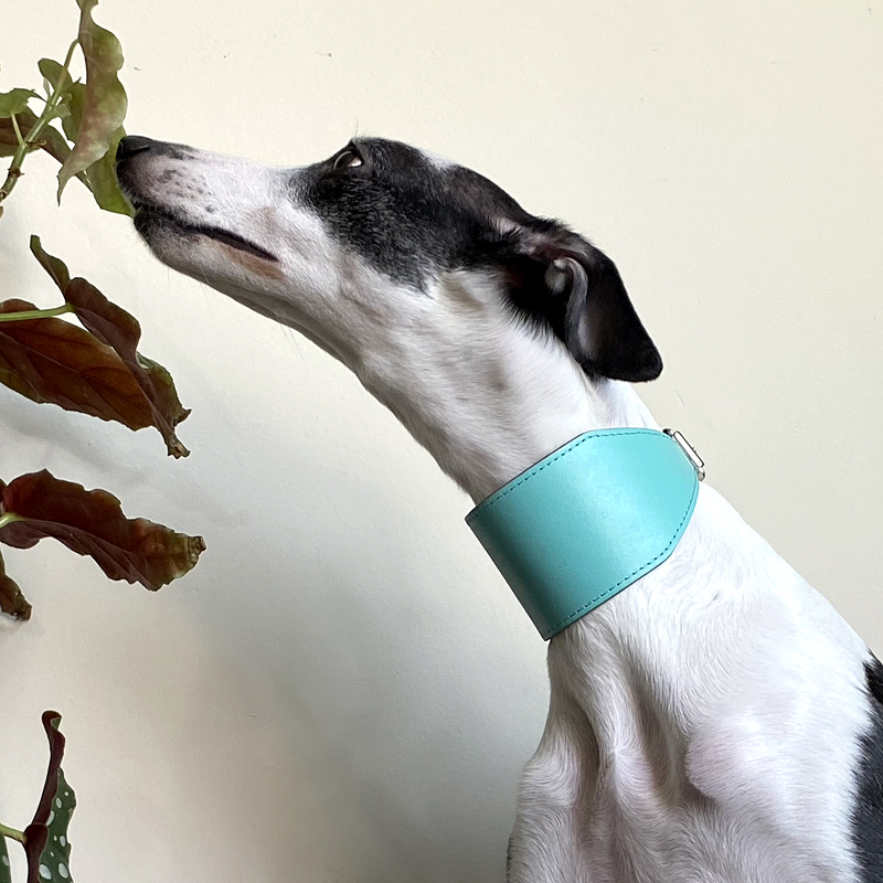 Coleira Galgo África - DOGLIZ