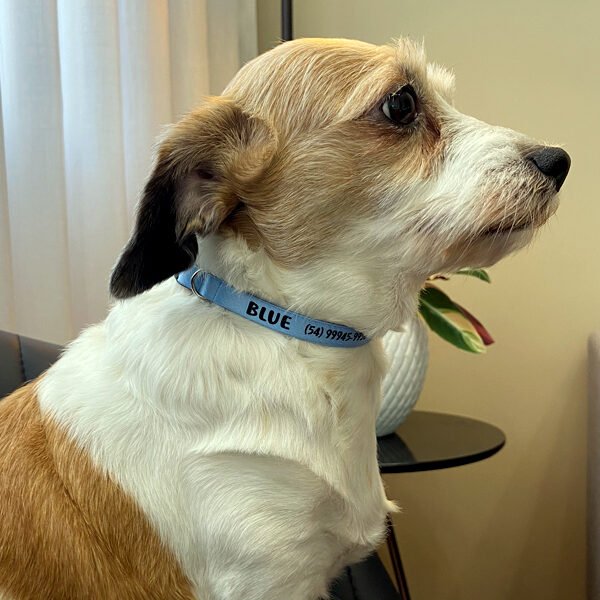 coleira personalizada para cachorro com nome