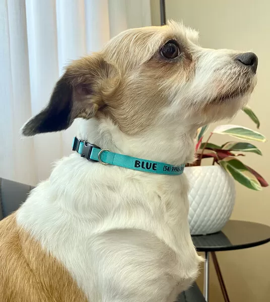 coleira personalizada para cachorro com nome