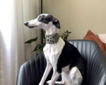 Coleira Whippet