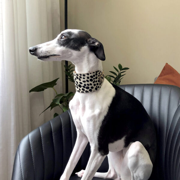 Coleira Whippet