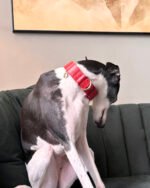 Coleira Martingale Clássica Couro - Imagem 6