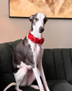 Coleira Martingale Clássica Couro - Imagem 2