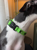 Coleira personalizada para cachorro identificação- Colar de identificação Oops! Dog
