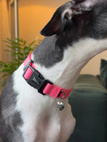 Coleira personalizada para cachorro identificação- Colar de identificação Oops! Dog
