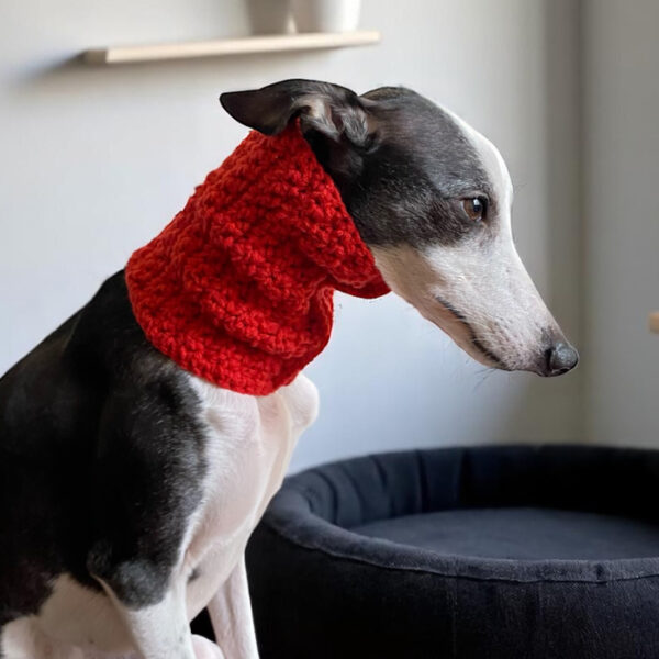 Oops dog gola galgo 2