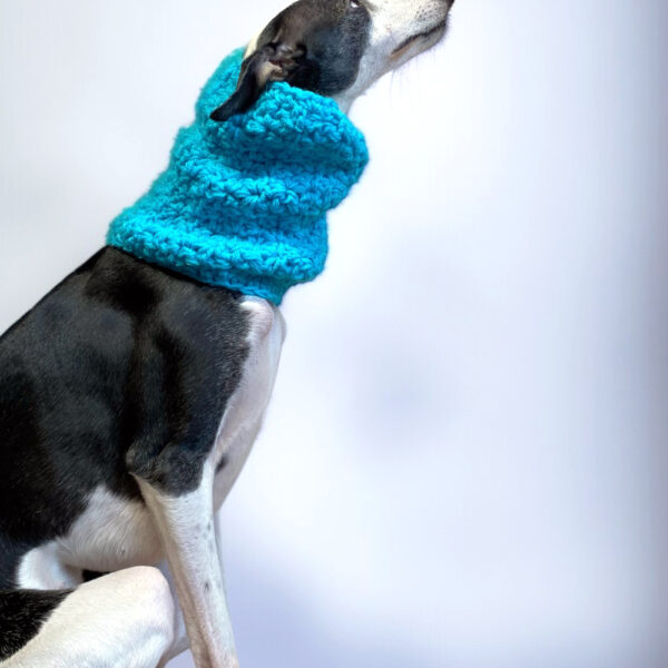 Oops dog gola galgo 7