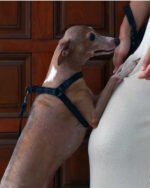 Peitoral para cachorro couro Minimalist - Imagem 2