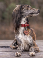 Tag de Identificação Pet em Couro Legítimo Personalizada | Oops Dog - Imagem 3