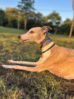 Coleira galgo martingale couro Army - Imagem 3