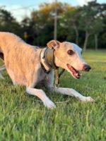 Coleira galgo martingale couro Army - Imagem 4