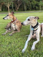 Coleira galgo martingale couro Army - Imagem 5