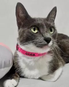 Coleira galgo Italiano, Coleira Whippet, Coleira personalizada, Coleira com nome, Coleira martingale 49 5763C07A 1E00 48AD A6A5 E6A51DA3AEBA