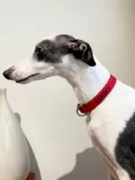 Coleira personalizada para cachorro com nome e telefone - Imagem 17