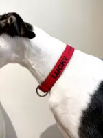 Coleira personalizada para cachorro com nome e telefone - Imagem 12