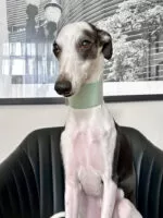 Coleira galgo couro classic Aquamarine - Imagem 7