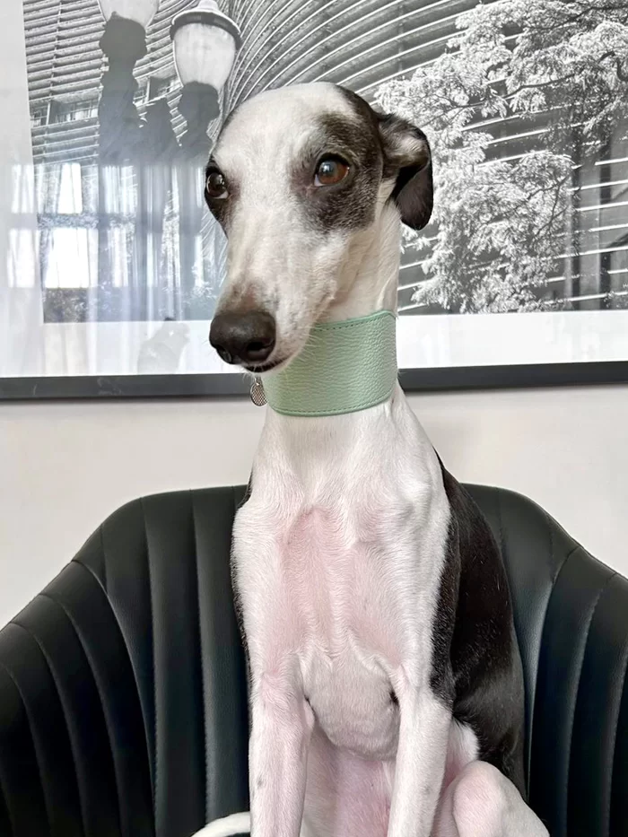 Coleira galgo couro classic Aquamarine - Imagem 7
