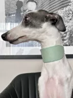 Coleira galgo couro classic Aquamarine - Imagem 6