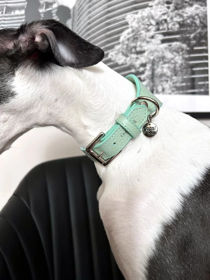 Coleira galgo couro classic Aquamarine - Imagem 3